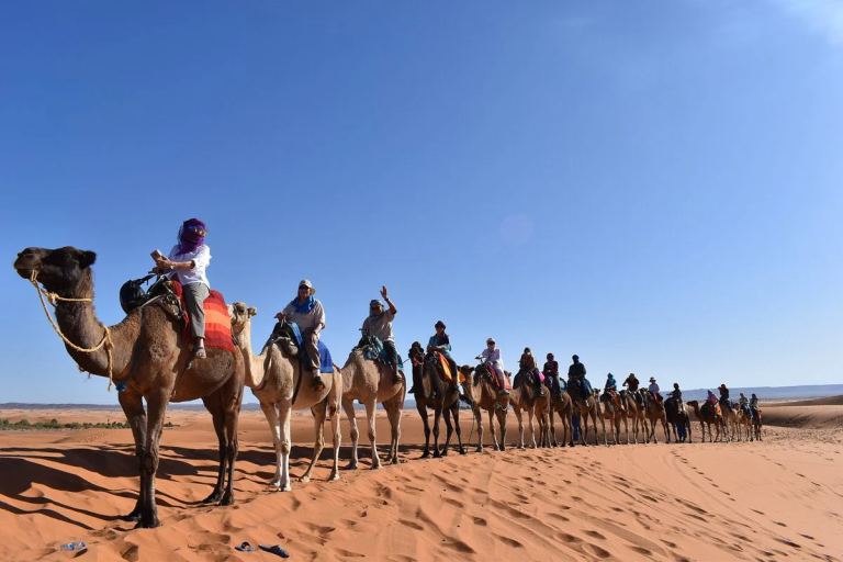 Balade à Dos de Chameau (Sahara)